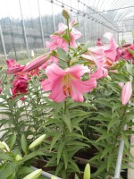 [1757 Arvandrud Mak No02.JPG]